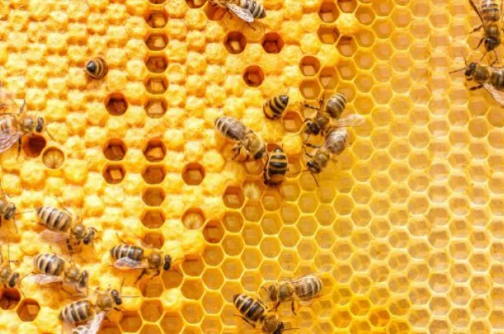 Beehives at home: How to help bees without harming yourself